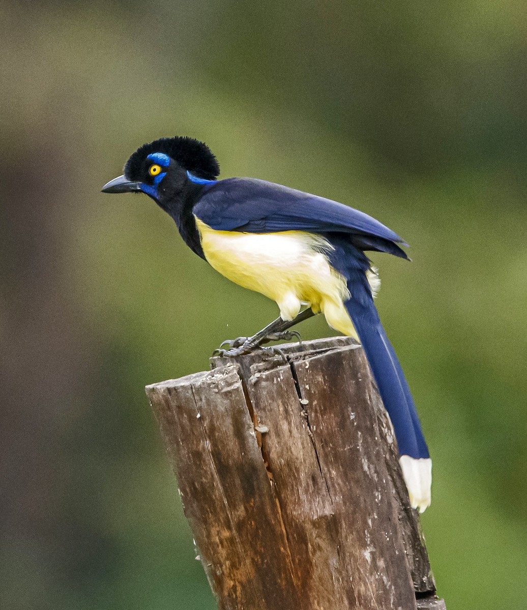 Plush-crested Jay - Daniel Luciano