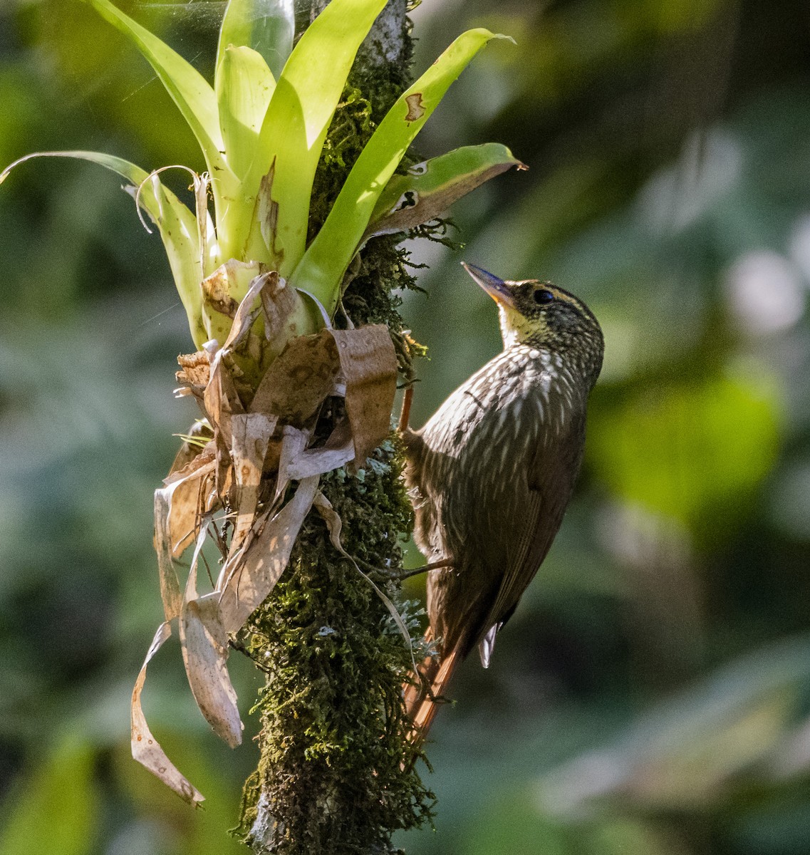 Buff-browed Foliage-gleaner - ML596788271