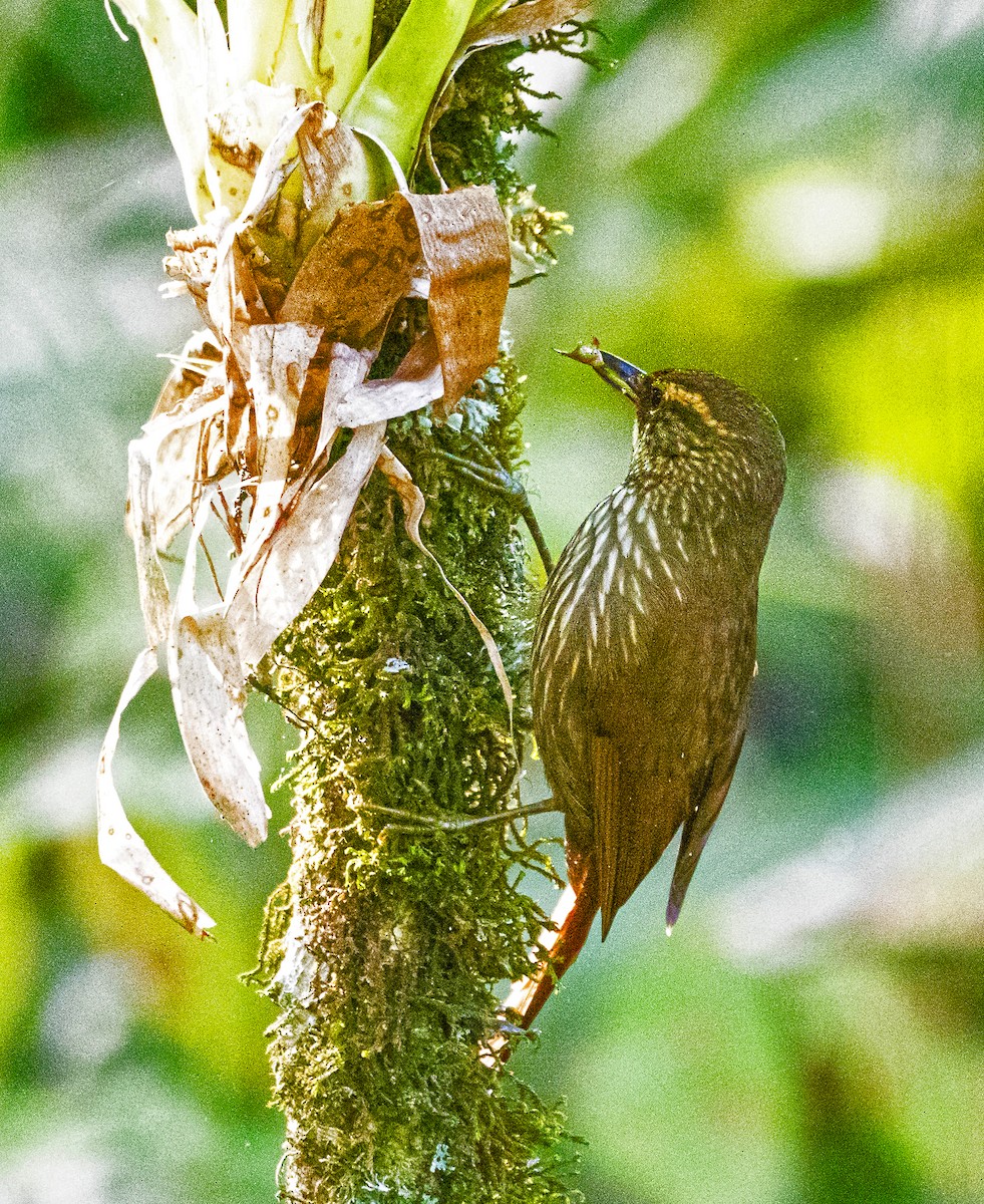 Buff-browed Foliage-gleaner - ML596788291