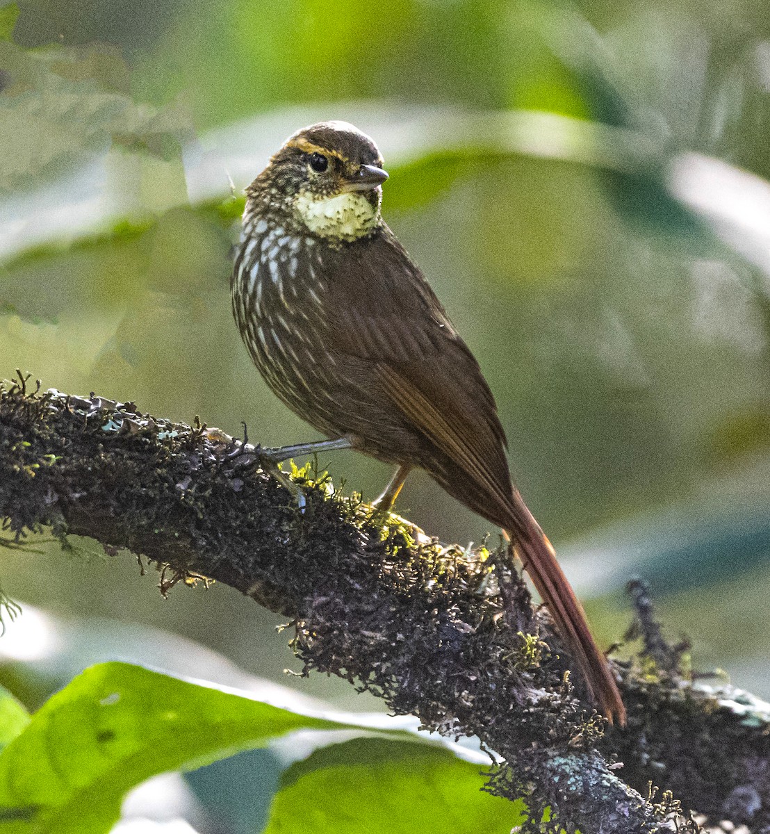 Buff-browed Foliage-gleaner - Daniel Luciano