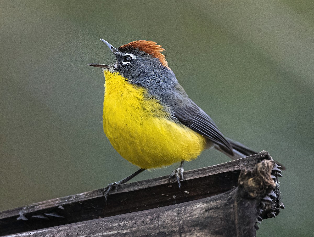 Brown-capped Redstart - Daniel Luciano