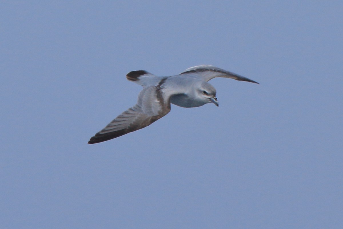 Fulmar Prion - ML596790061