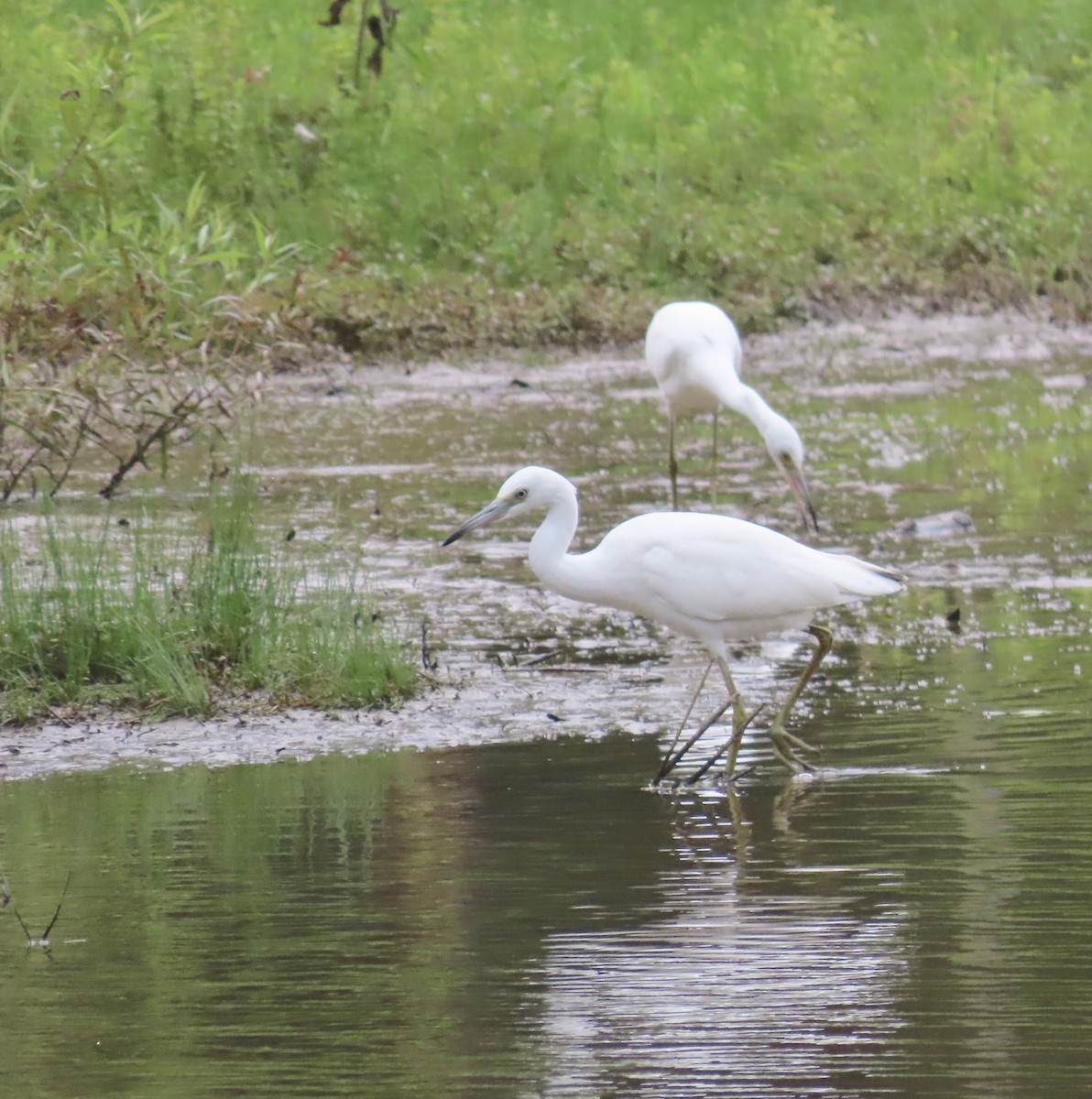 Little Blue Heron - ML596791671