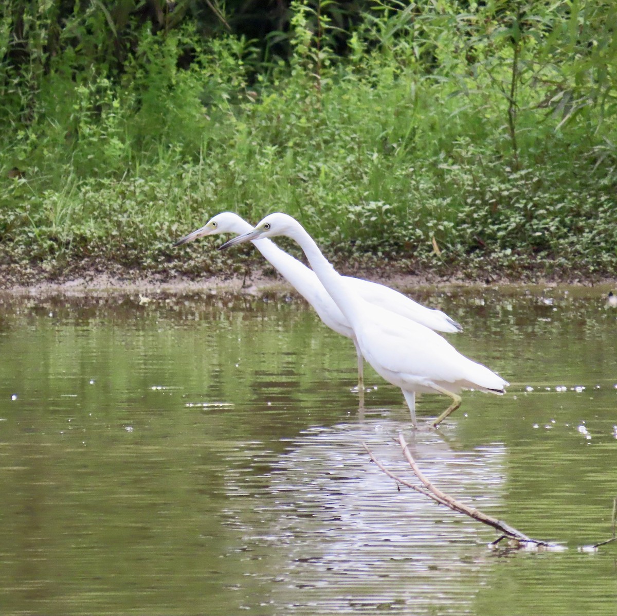 Little Blue Heron - ML596791701