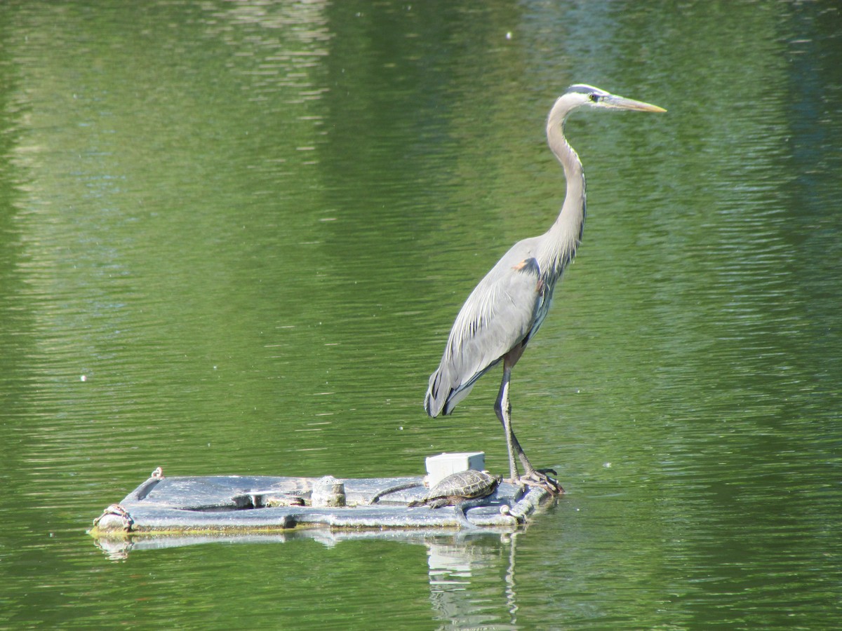 Great Blue Heron - ML59679271