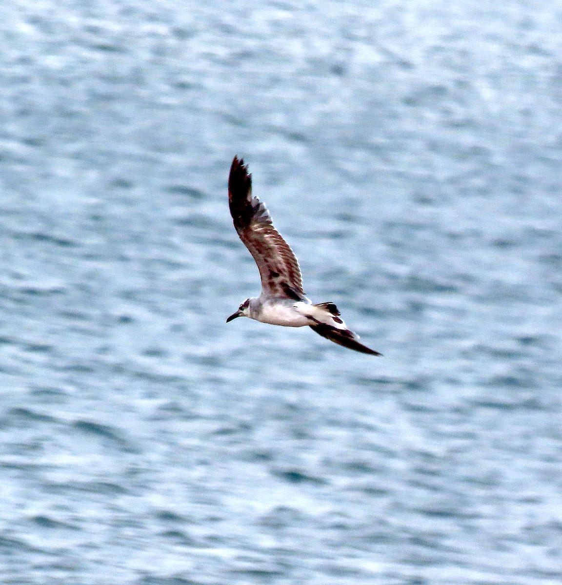 Laughing Gull - ML596793091