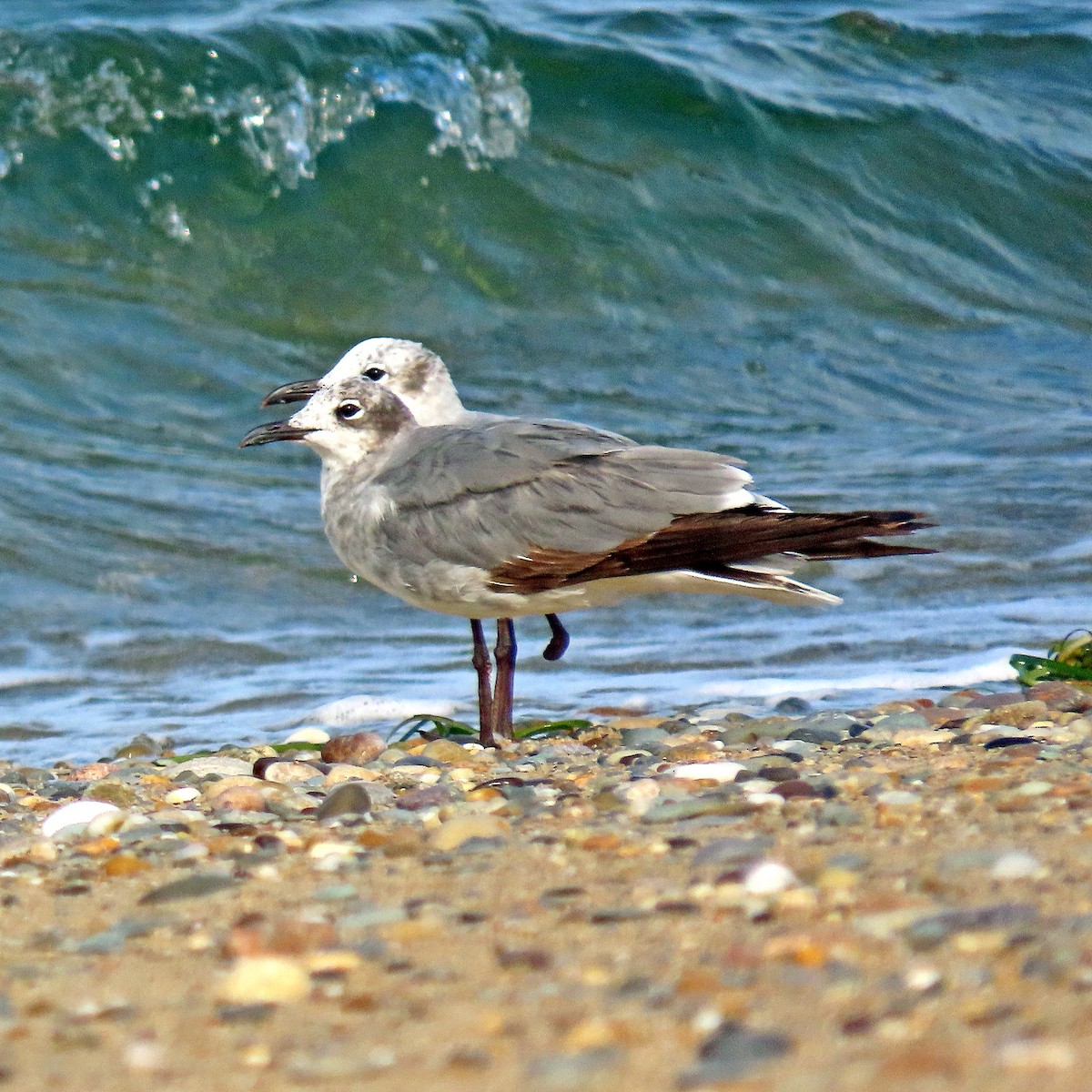 Laughing Gull - ML596793121