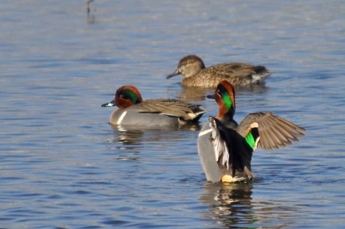 Green-winged Teal - ML596793241