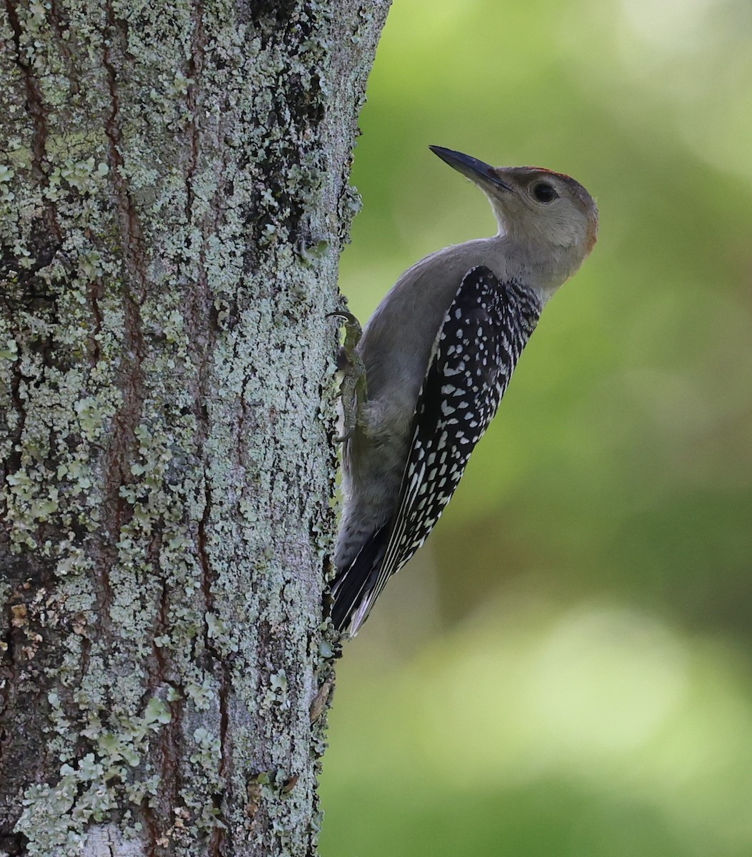 Red-bellied Woodpecker - ML596795511