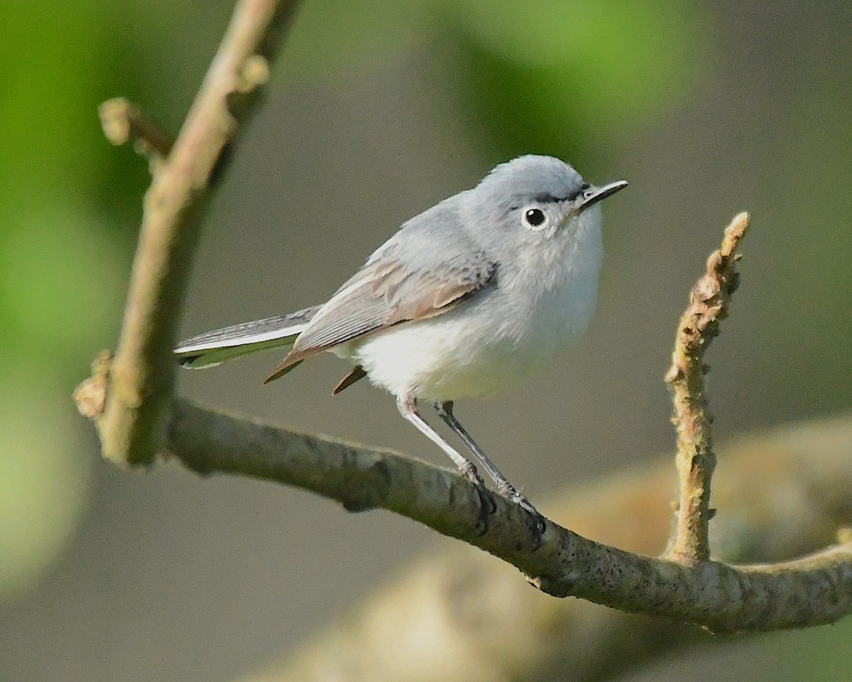 Blue-gray Gnatcatcher - ML596796471