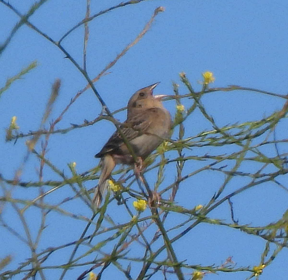 Grasshopper Sparrow - ML596797281