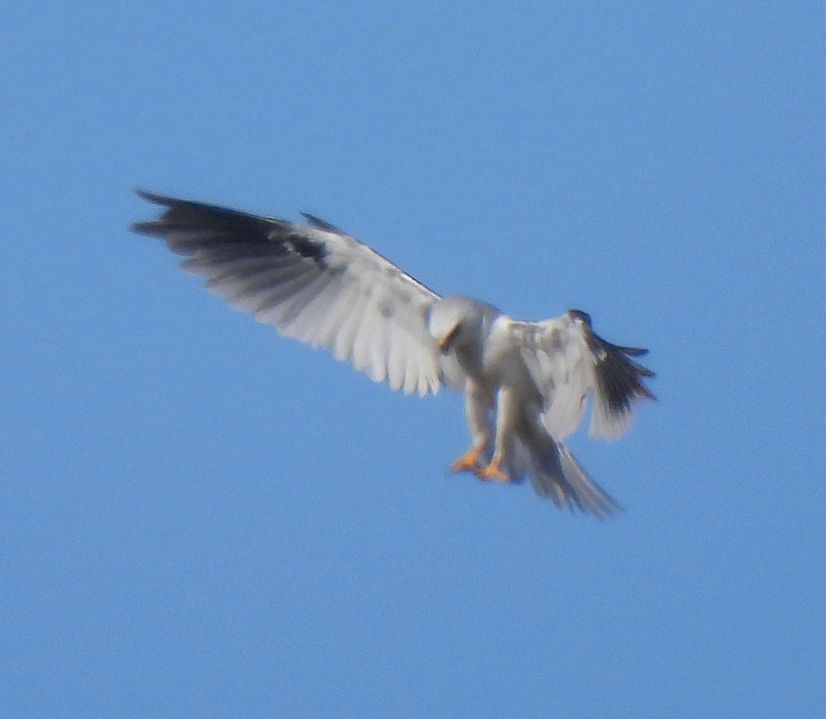 White-tailed Kite - ML596797321