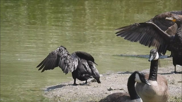 Neotropic Cormorant - ML596797851