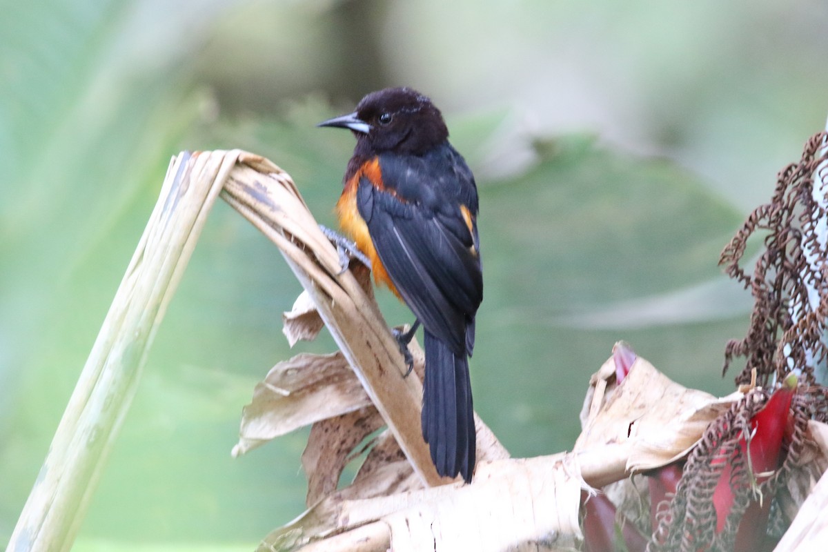 Martinique Oriole - lucas bernier