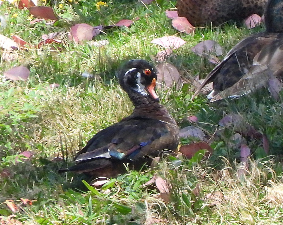 Wood Duck - Charity Hagen