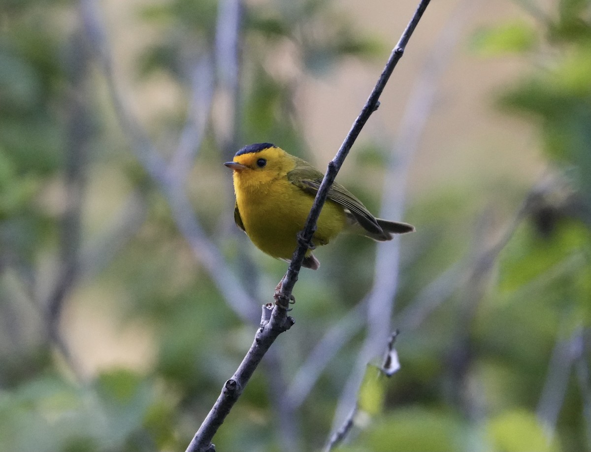 Wilson's Warbler - ML596798721