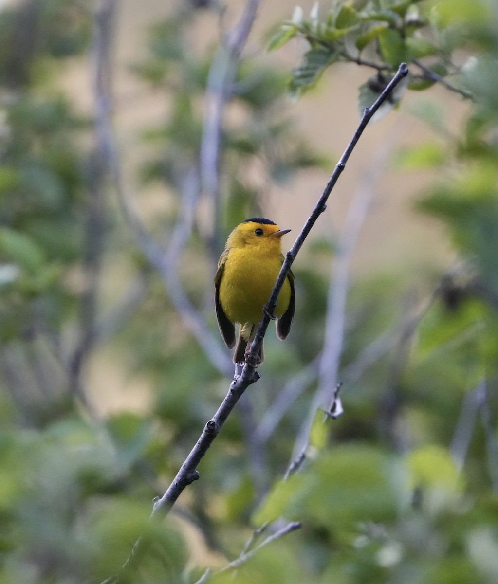 Wilson's Warbler - ML596798731
