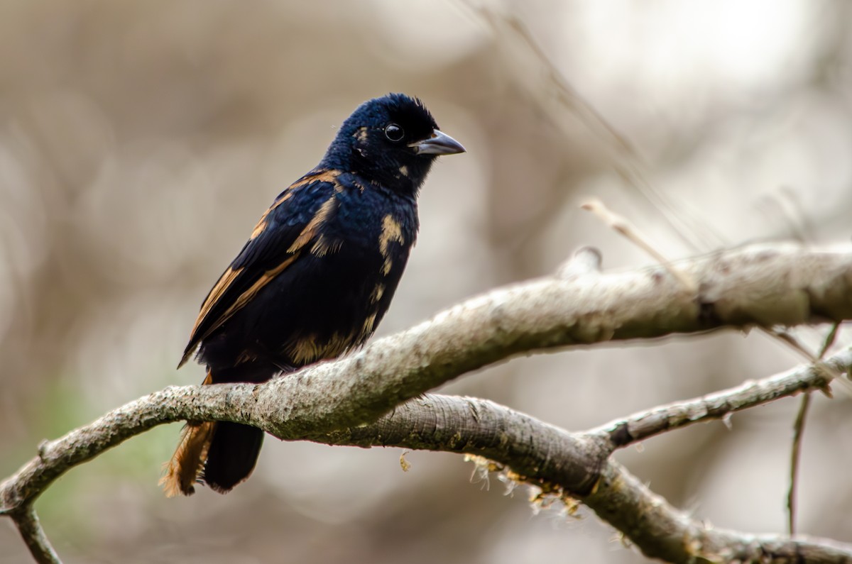 Ruby-crowned Tanager - ML596799311