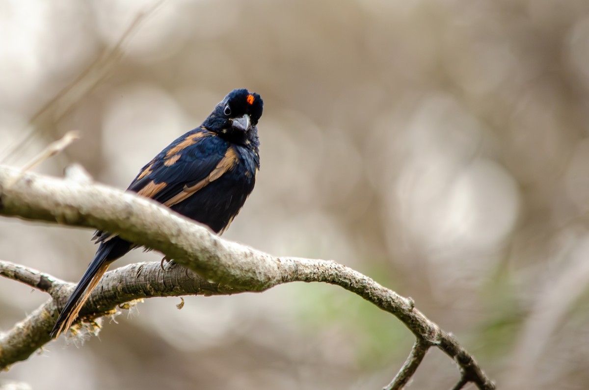 Ruby-crowned Tanager - ML596799321