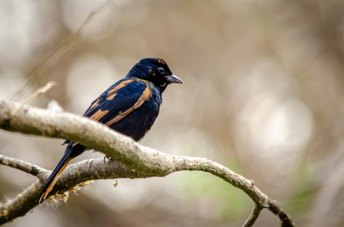Ruby-crowned Tanager - ML596799331
