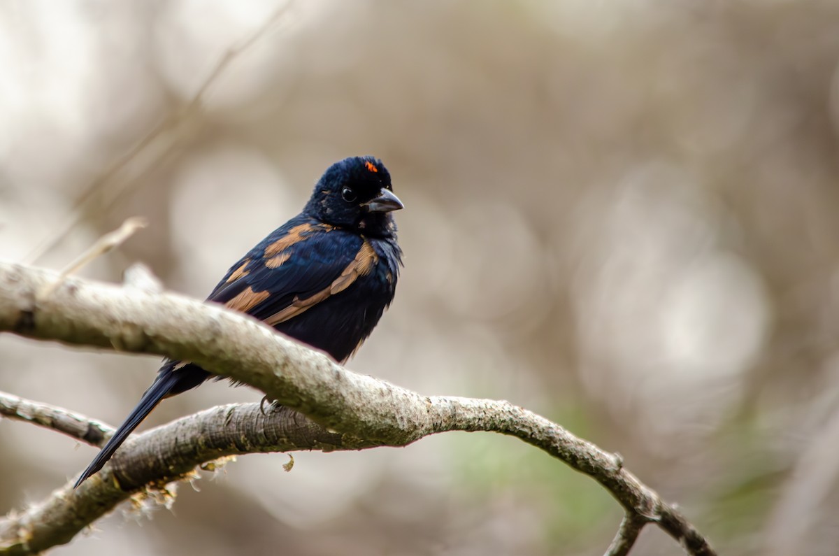 Ruby-crowned Tanager - ML596799361
