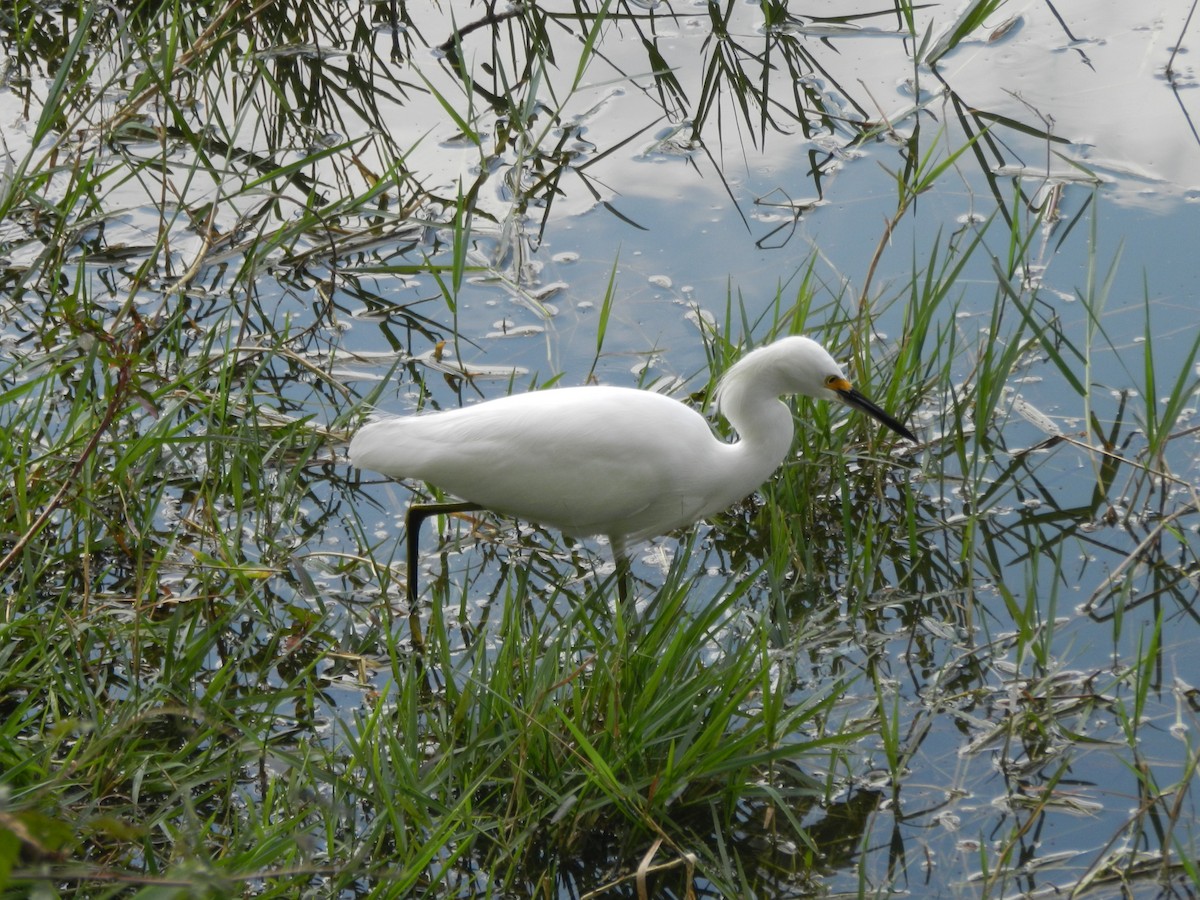 Snowy Egret - ML596801091