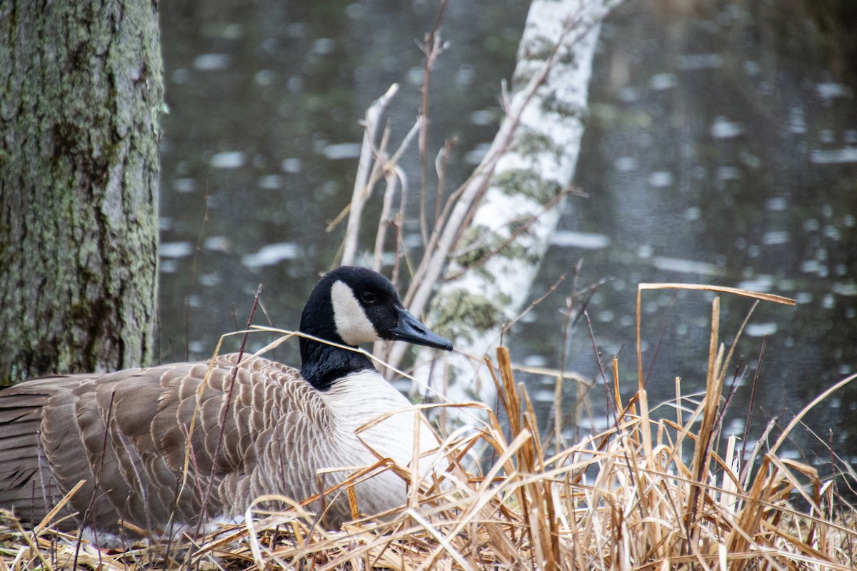 Canada Goose - Nolan Vincent