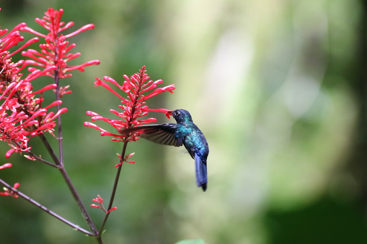 Blue-headed Hummingbird - lucas bernier