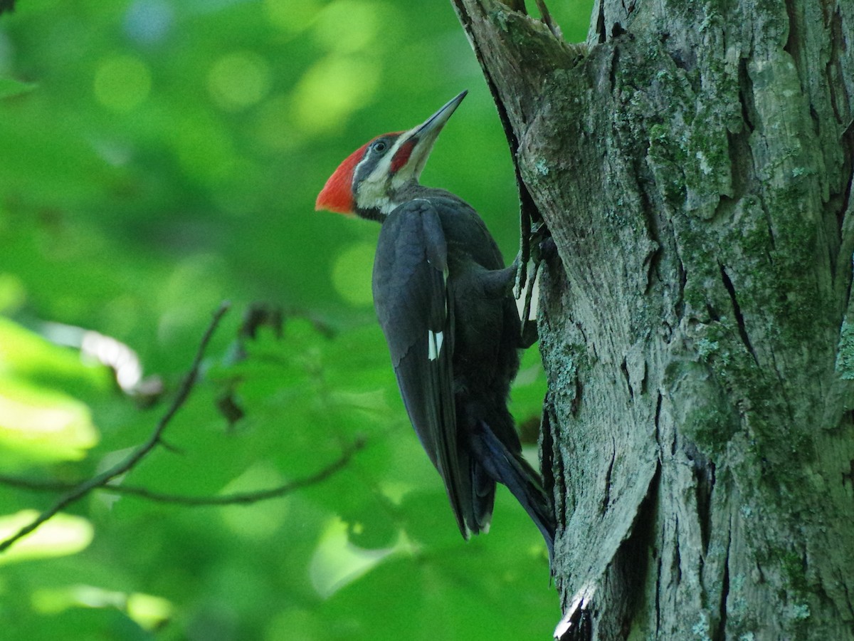 Pileated Woodpecker - ML596802391
