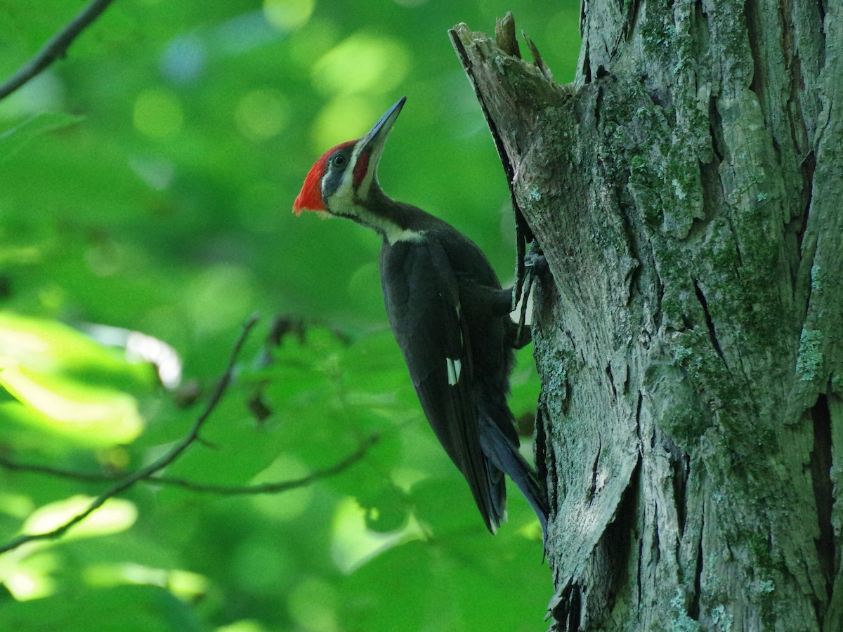 Pileated Woodpecker - ML596802401