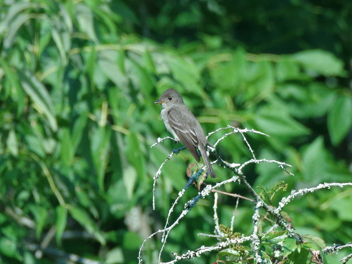 Eastern Wood-Pewee - ML596802451