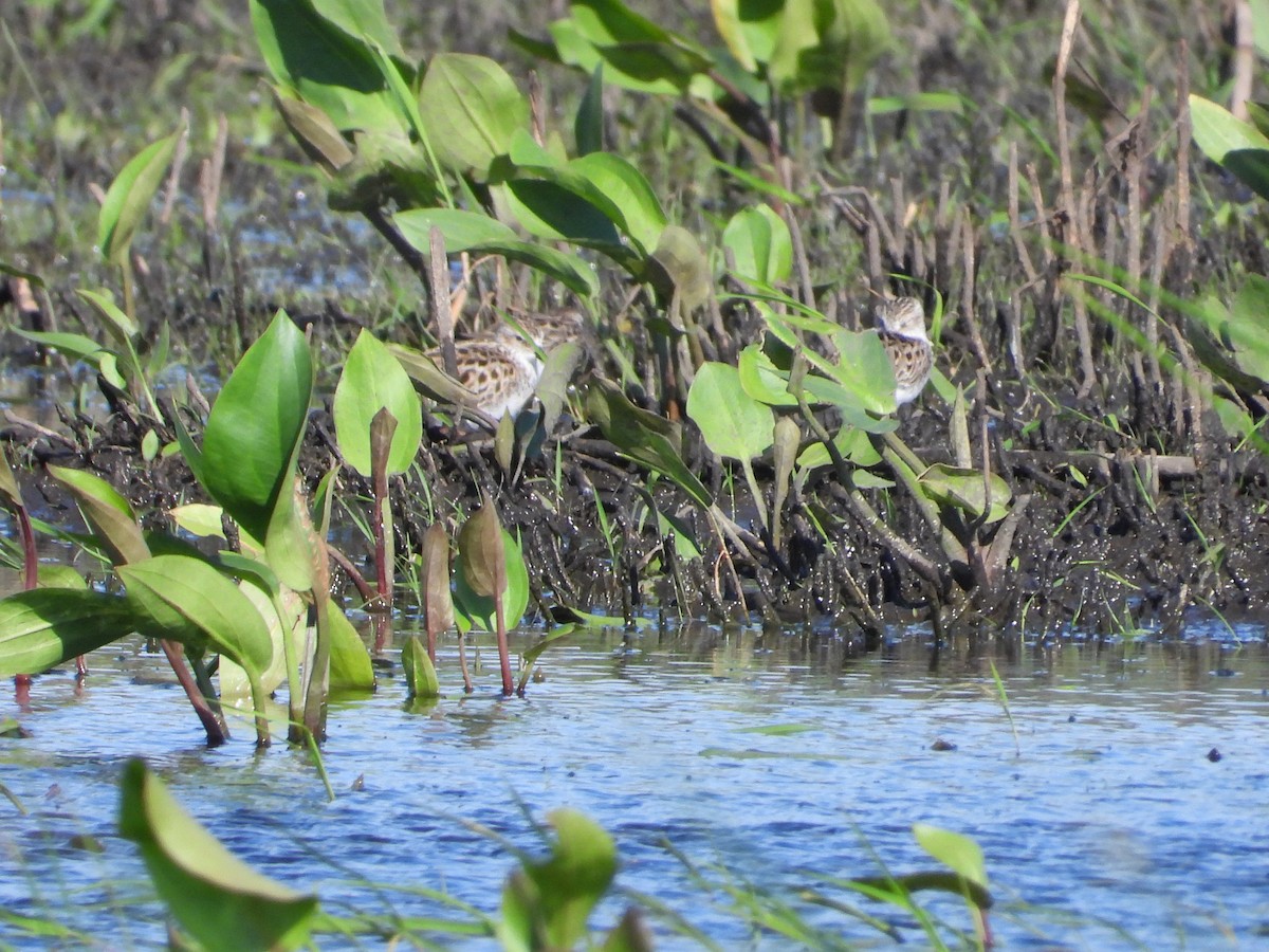 Semipalmated Sandpiper - ML596803131