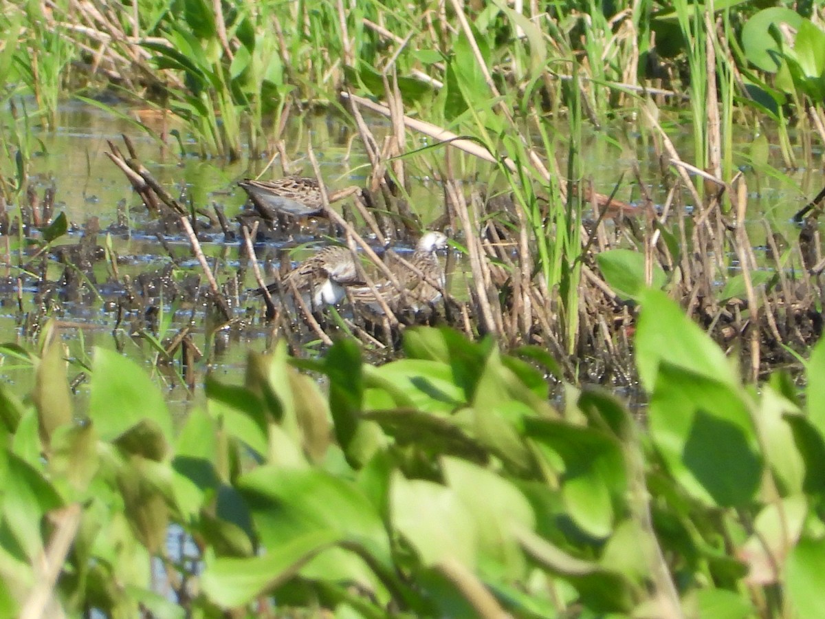 Semipalmated Sandpiper - ML596803241