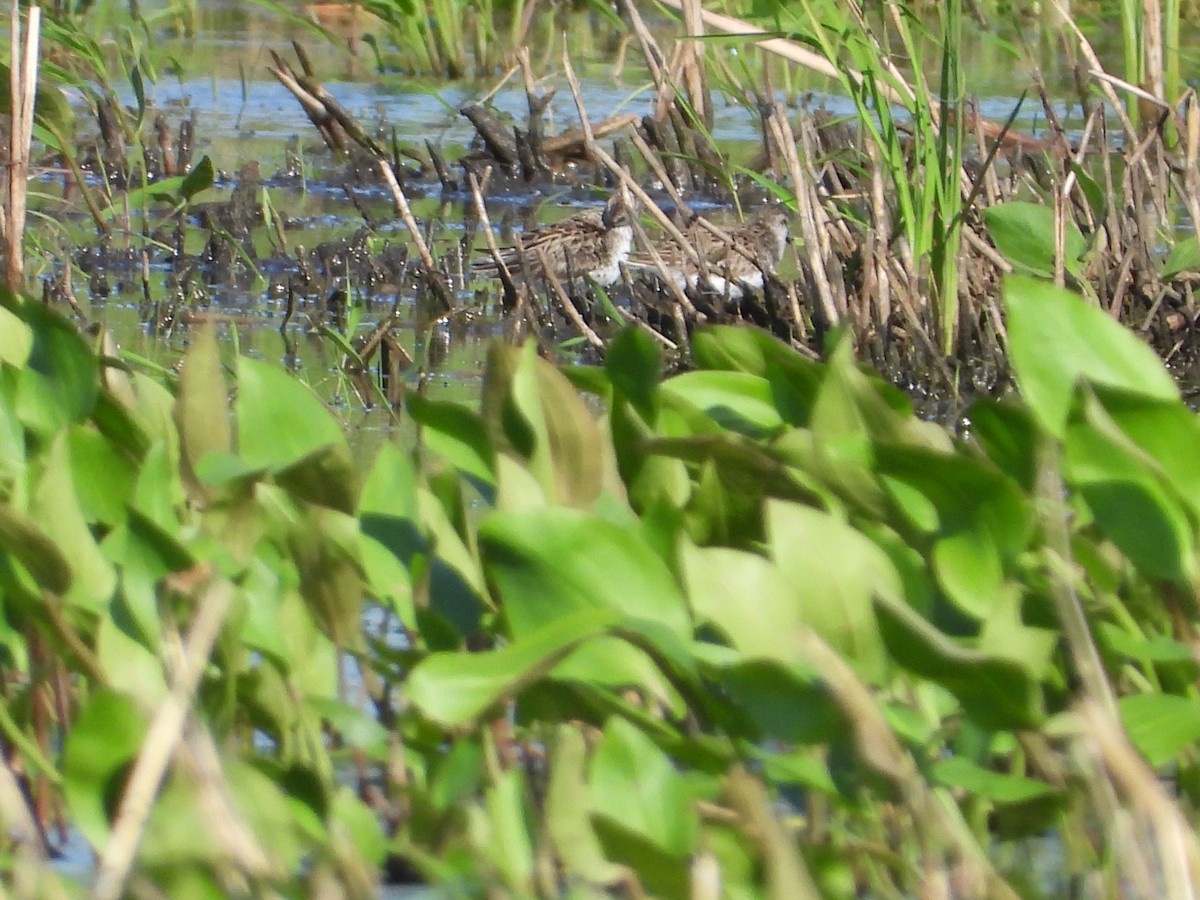 Semipalmated Sandpiper - ML596803261