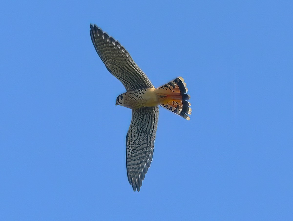 American Kestrel - ML596803271