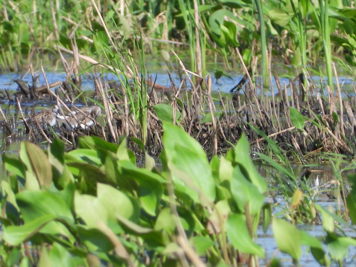 Semipalmated Sandpiper - ML596803281