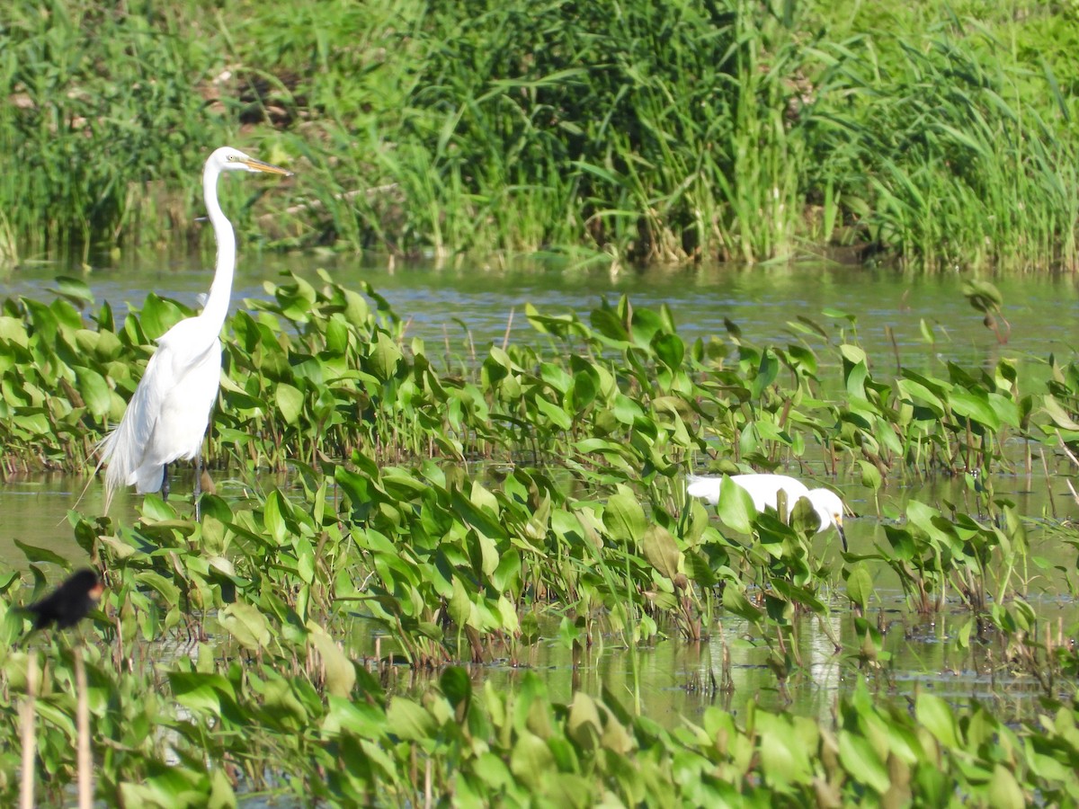 Great Egret - ML596803571