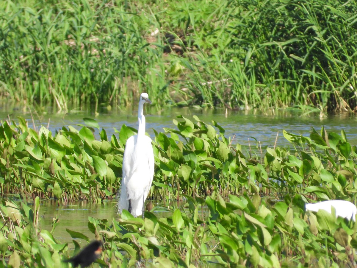 Great Egret - ML596803601