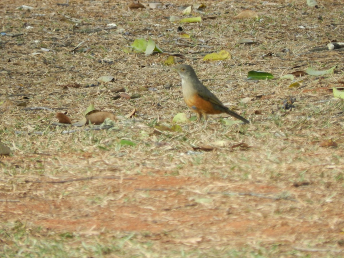 Rufous-bellied Thrush - ML596803761