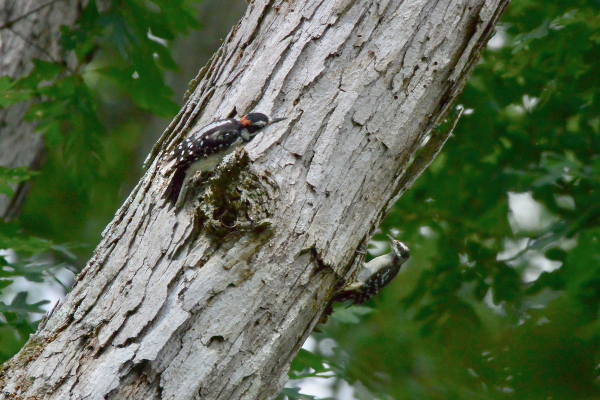 Hairy Woodpecker - ML596803881