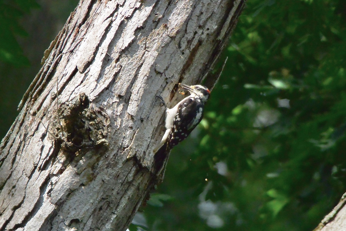 Hairy Woodpecker - ML596803891