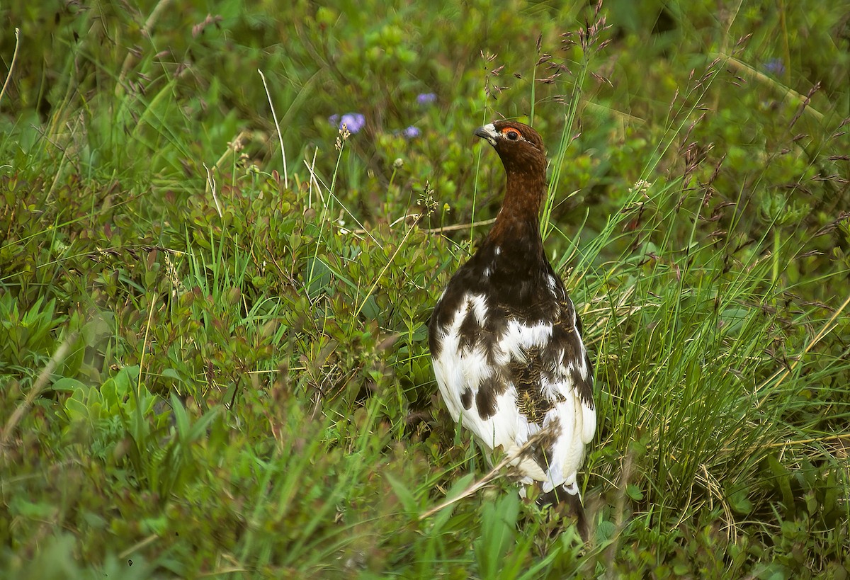 Willow Ptarmigan - ML596804051