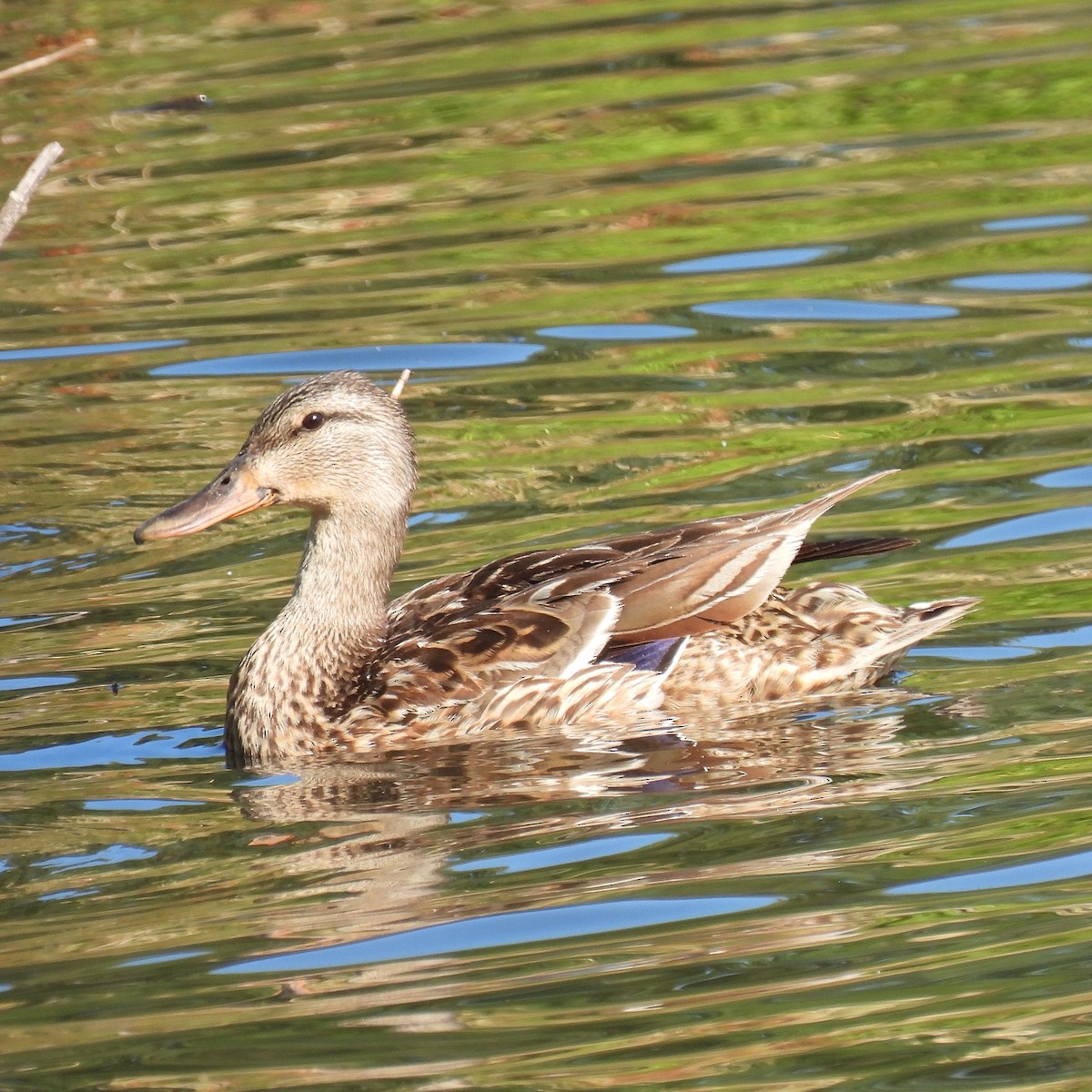 Mallard - Susan Kirkbride