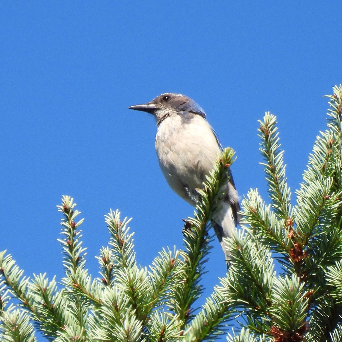 California Scrub-Jay - ML596804471