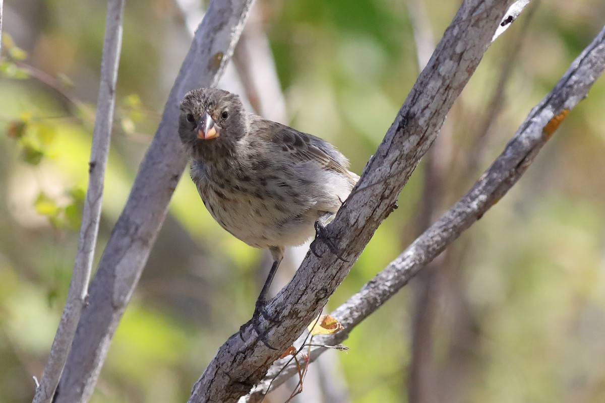 Medium Ground-Finch - ML596805461