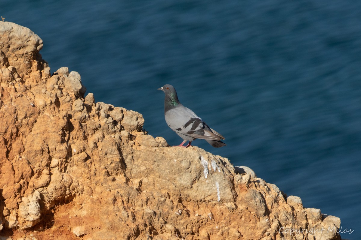 Rock Pigeon (Wild type) - ML596807111