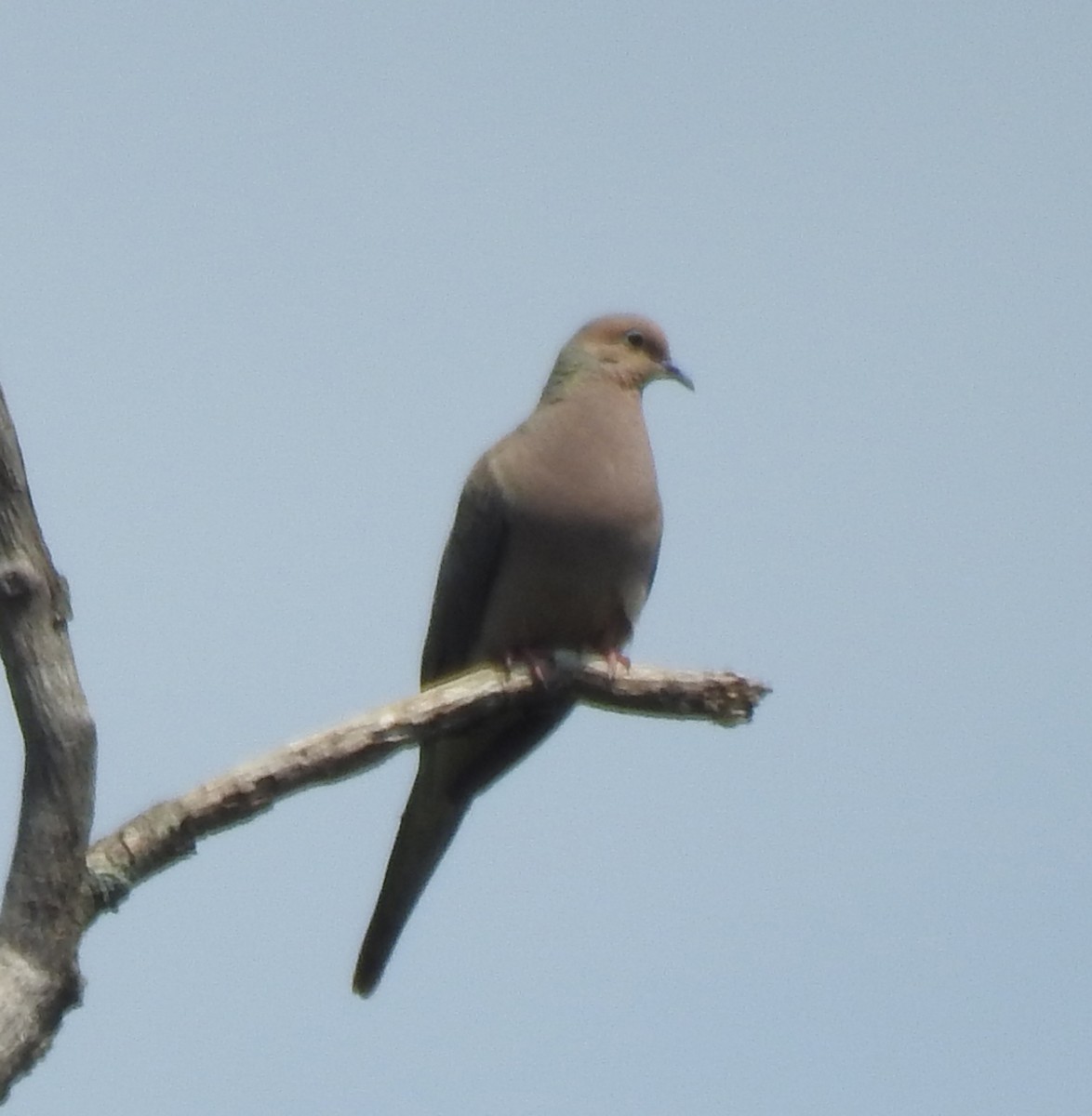 Mourning Dove - ML596808441