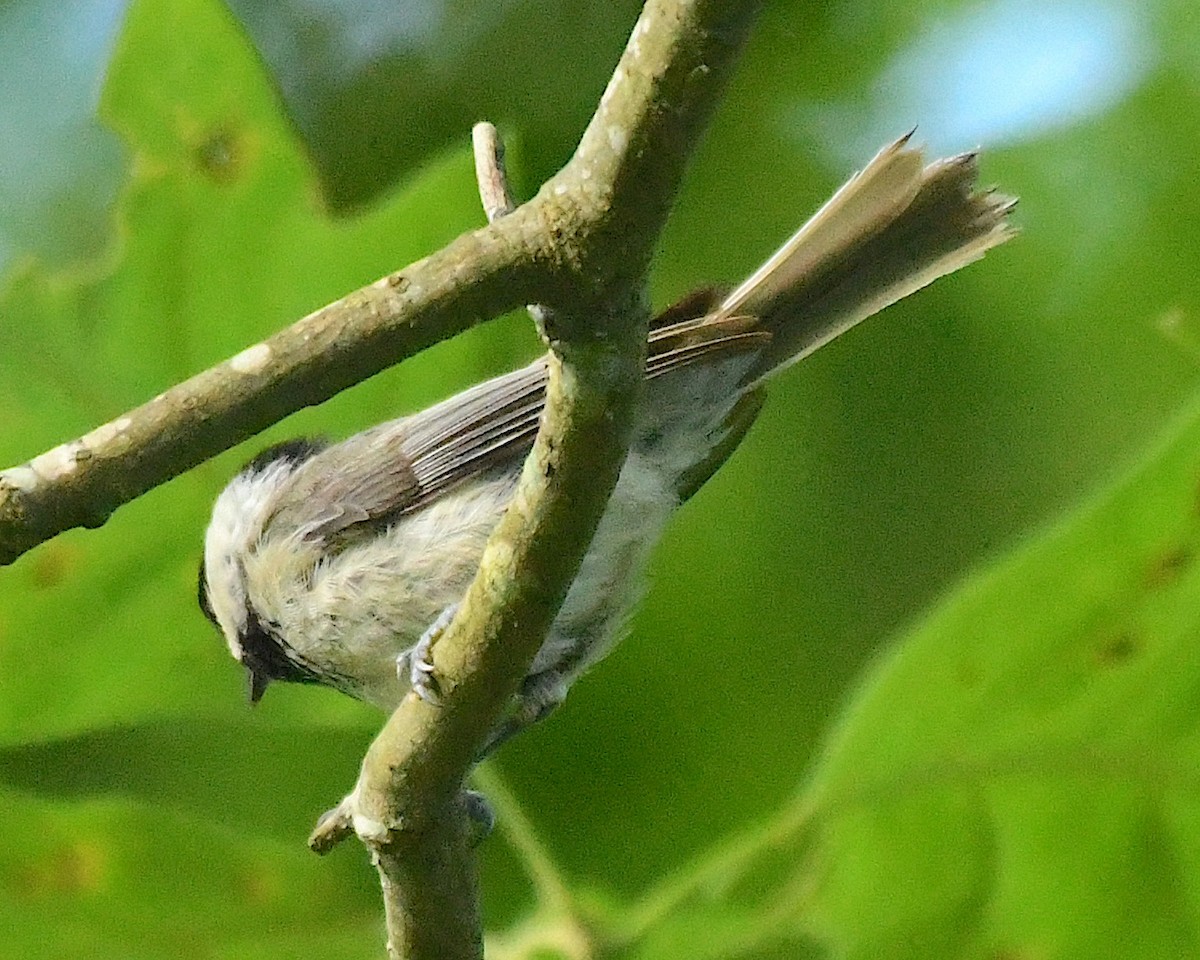 Carolina Chickadee - ML596808721