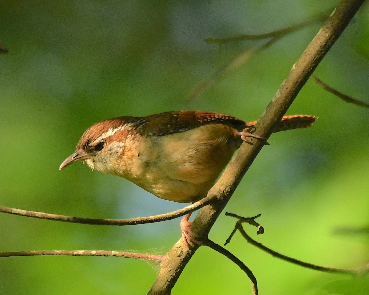 Carolina Wren - ML596809171