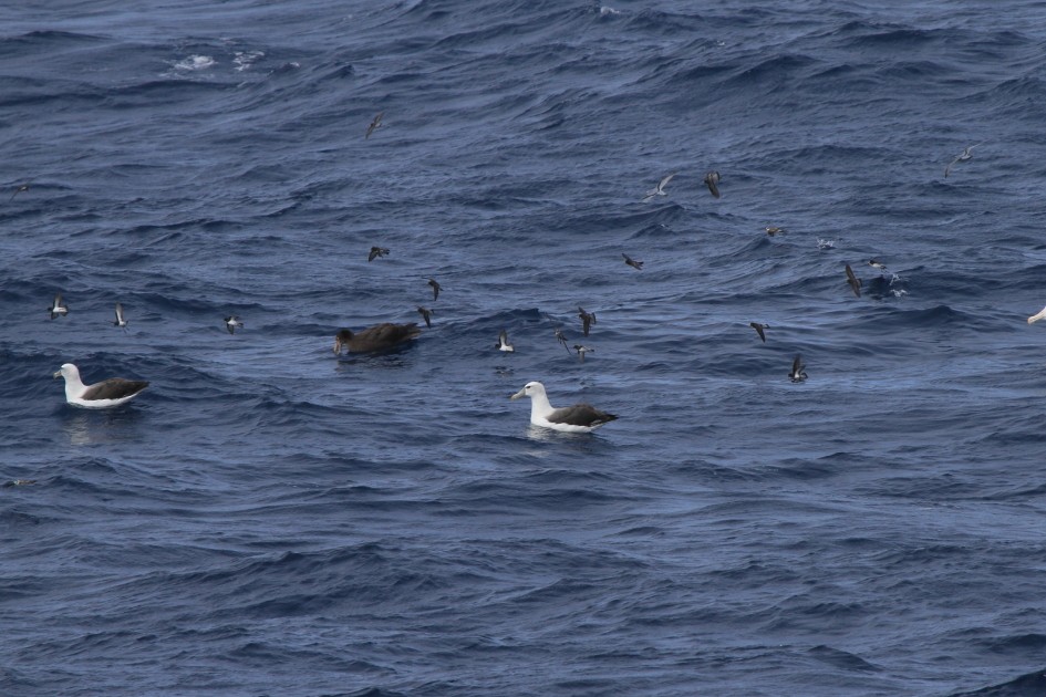 Gray-backed Storm-Petrel - ML596809411